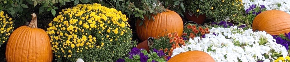 Pumpkins and mums decorate a house for fall.